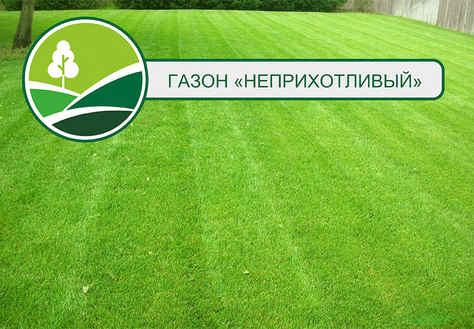 Рулонный газон «Неприхотливый» | Британские газоны